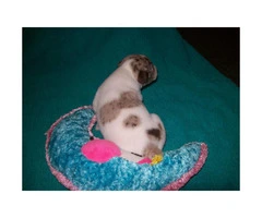 3 purebred female rat terrier puppies for sale - 5
