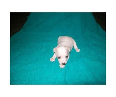 3 purebred female rat terrier puppies for sale - 8