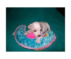3 purebred female rat terrier puppies for sale - 9
