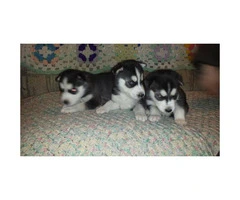 Husky puppies with papers for sale - 1