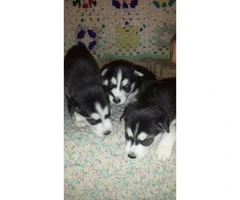Husky puppies with papers for sale - 3