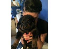 German rottweilers puppies for sale - 6 Available - 1