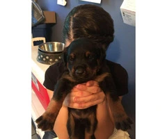 German rottweilers puppies for sale - 6 Available - 4