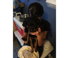 German rottweilers puppies for sale - 6 Available - 6