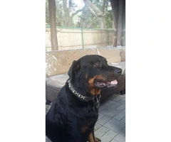 German rottweilers puppies for sale - 6 Available - 7