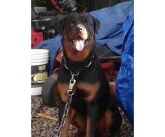 German rottweilers puppies for sale - 6 Available - 8