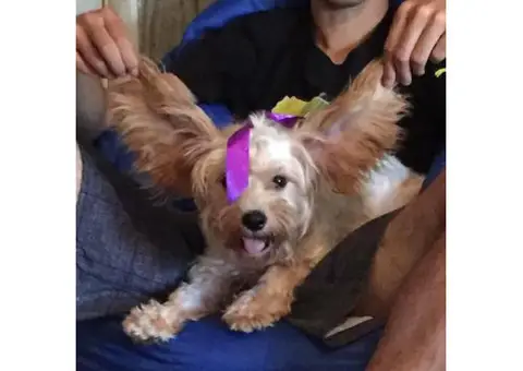 1 year old Cavachon for sale
