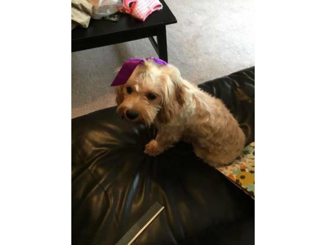 1 year old Cavachon for sale - 2/4