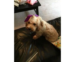 1 year old Cavachon for sale - 2