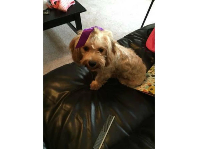 1 year old Cavachon for sale - 3/4