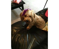 1 year old Cavachon for sale - 3