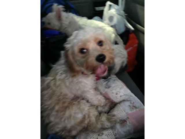 1 year old Cavachon for sale in Dothan, Alabama - Puppies ...