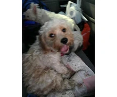 1 year old Cavachon for sale - 4