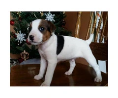 Purebred Jack Russell Excellent Quality