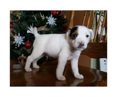 Purebred Jack Russell Excellent Quality - 2