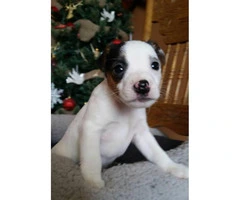 Purebred Jack Russell Excellent Quality - 3