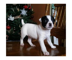 Purebred Jack Russell Excellent Quality - 4