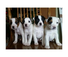 Purebred Jack Russell Excellent Quality - 5