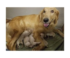 5 males AKC Golden Retriever available - 2