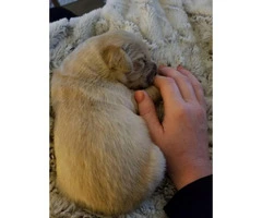 5 males AKC Golden Retriever available - 3