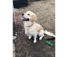 5 males AKC Golden Retriever available - 4