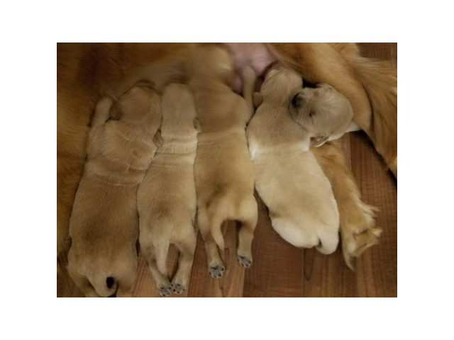 5 males AKC Golden Retriever available in Alabaster ...