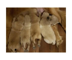 5 males AKC Golden Retriever available - 5