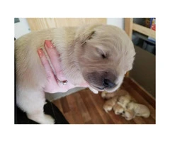 5 males AKC Golden Retriever available - 6