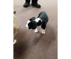 8 American Bull Terrier puppies ready for adoption - 2