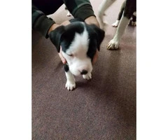 8 American Bull Terrier puppies ready for adoption - 3