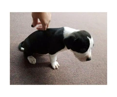 8 American Bull Terrier puppies ready for adoption - 4