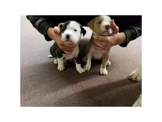 8 American Bull Terrier puppies ready for adoption in
