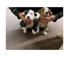 8 American Bull Terrier puppies ready for adoption - 5