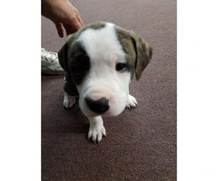 8 American Bull Terrier puppies ready for adoption - 6