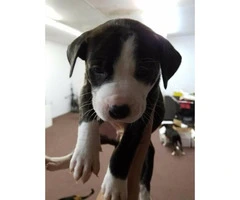 8 American Bull Terrier puppies ready for adoption - 9