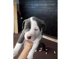 8 American Bull Terrier puppies ready for adoption - 10