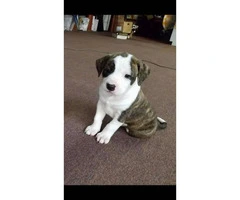 8 American Bull Terrier puppies ready for adoption - 11