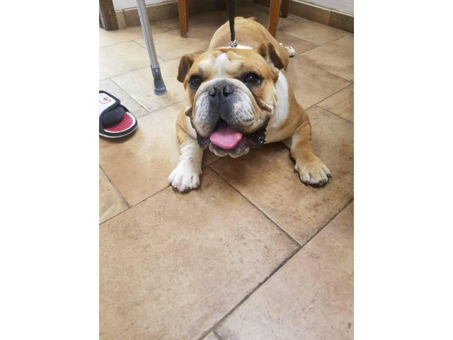Puppies For Sale In Albuquerque >> AKC registered English Bulldog Puppies in Albuquerque, New Mexico - Puppies for Sale Near Me Puppies For Sale In Albuquerque >> AKC registered English Bulldog Puppies in Albuquerque, New Mexico - Puppies for Sale Near Me