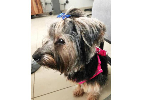 Our Yorkie puppy is searching for a new home