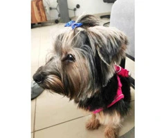 Our Yorkie puppy is searching for a new home
