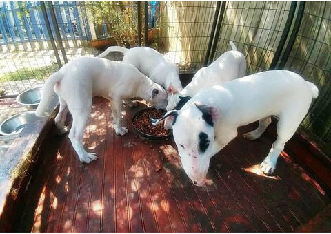 White Bull Terrier puppies for Sale
