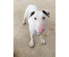 White Bull Terrier puppies for Sale