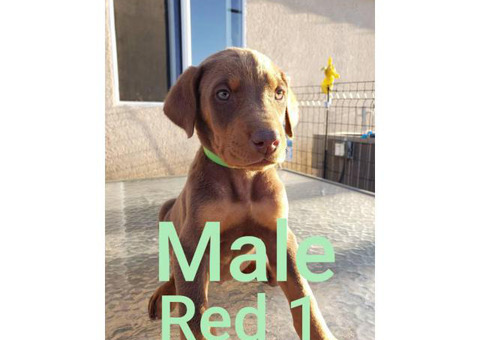Litter of 9 healthy Doberman pups