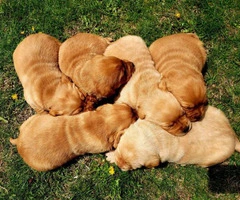 Litter of red Labrador puppies for sale