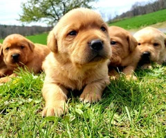 Litter of red Labrador puppies for sale - 2