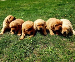 Litter of red Labrador puppies for sale - 4