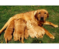 Litter of red Labrador puppies for sale - 6