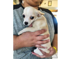 8 weeks old Pomchi female puppy need a good home