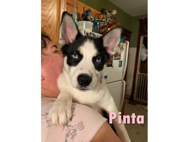 Two adorable Pomskies looking for new homes