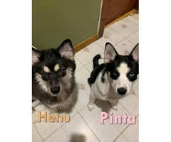 Two adorable Pomskies looking for new homes - 6
